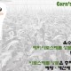 강원도 문막 옥수수 밭 전경