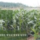 문막 옥수수 밭